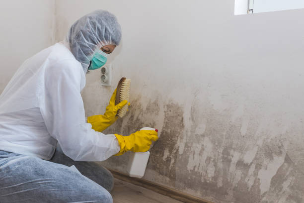 Home Mold Removal in Stony Brook, NY