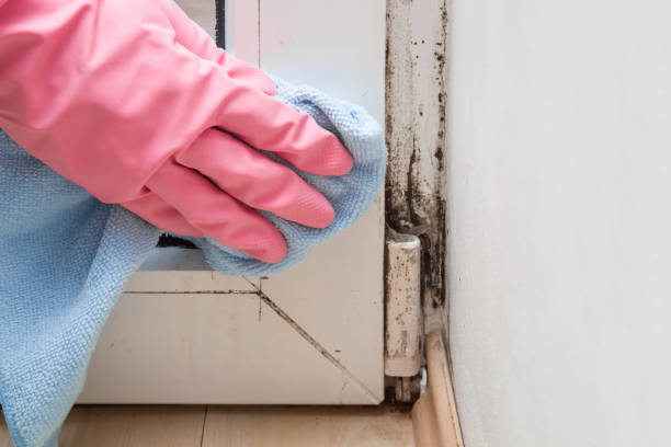 Professional Mold Removal in Stony Brook, NY